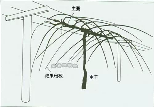 平棚架示意图 三,树形  培养单主干,双主蔓,结果母枝羽状分布的标准