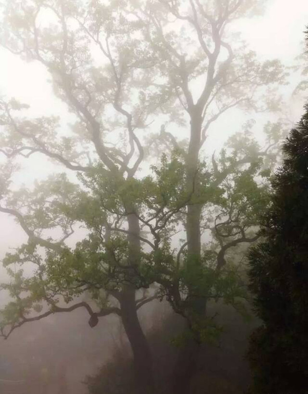 Hϲݵ飬ͽ书ɽ֮졿