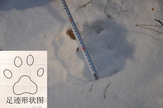 雪地大足印:熊出没?虎出没?(图)