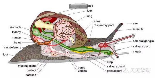 ▼这是蜗牛身体内部的结构图,还是看不太懂?
