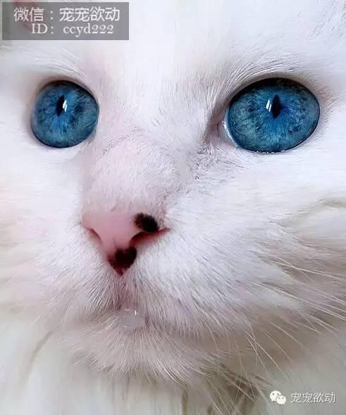 这只猫咪的眼睛像蓝宝石一样闪亮,快把我给吸