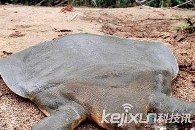 全球十大最奇特生物:神秘河童震惊全世界(组图)