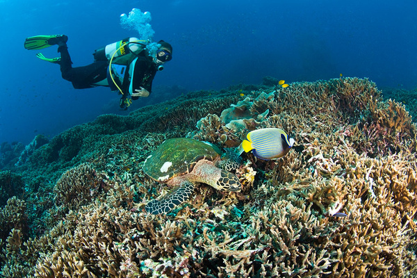 特游网:关于泰国潜水的那些事儿