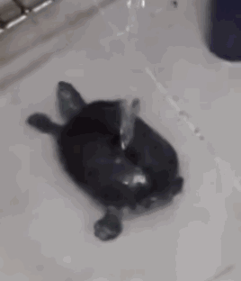 小乌龟洗澡澡,感觉好嗨,小屁股扭的好风骚,哈哈.