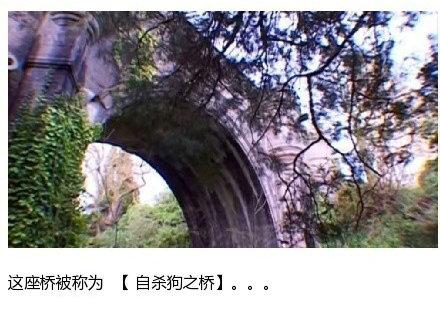 英国"鬼桥"600只狗跳桥自杀,只因受过诅咒?