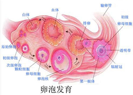 北京AMH检测技术指导女性不孕不育个体化诊
