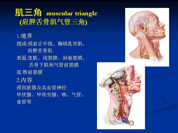 非常精美的颈部解剖图谱(高清)