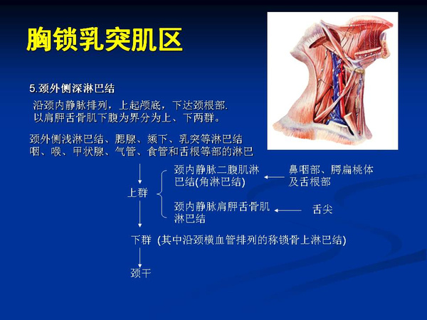 非常精美的颈部解剖图谱高清