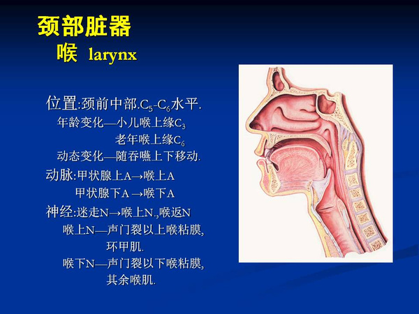 非常精美的颈部解剖图谱高清