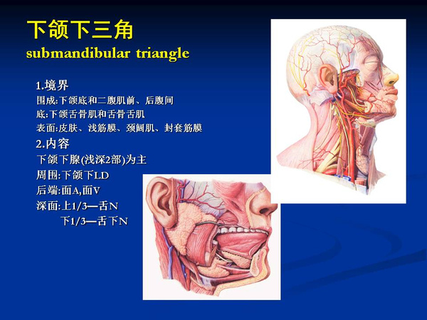 非常精美的颈部解剖图谱高清