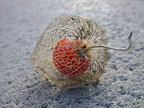 世界上最大的花,印尼阿诺尔特大花草(rafflesia arnoldi flower).