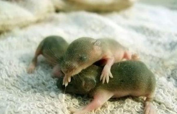 三吱儿:刚出生的小老鼠(活的)一盘,调料一盘.