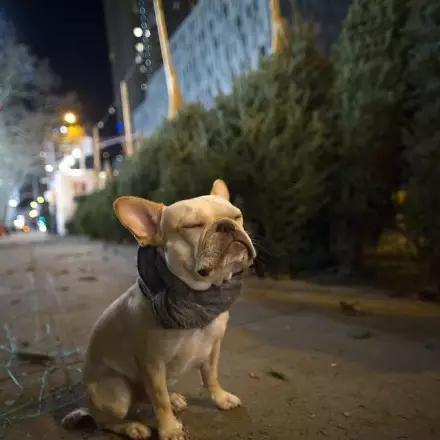 一只永远在思考人生的斗牛犬