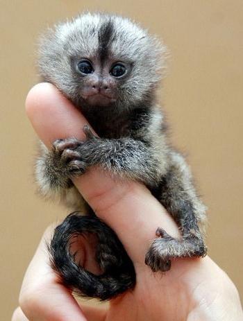 世界上最小的猴子