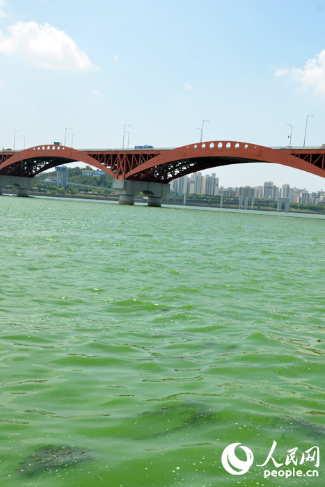 杨花大桥附近汉江水域因藻类大量覆盖,水面已