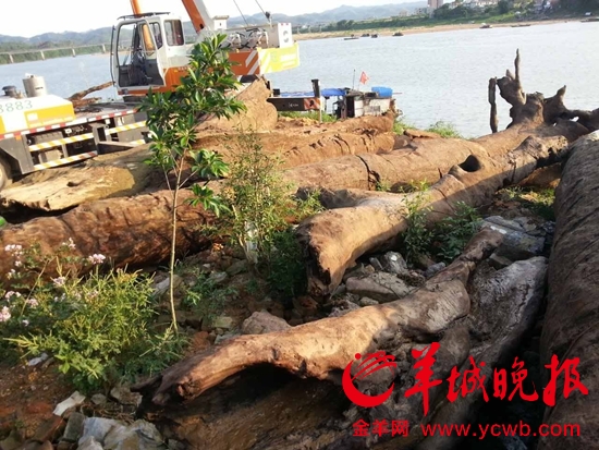 广东惠州渔民挖出千年乌木 警方接报后暂扣(图