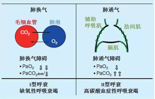 健康 正文 生理机制及临床表现 呼吸系统 呼吸包括肺通气和肺换气.