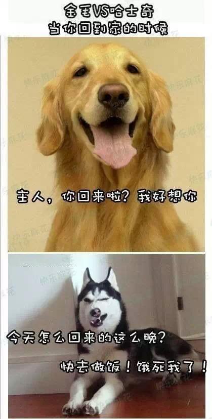 搞笑GIF后果:畜生放开那个女孩,否则东西自负我给买吃图片女生图片