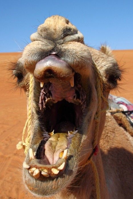 骆驼的嘴里除了牙齿还有什么?
