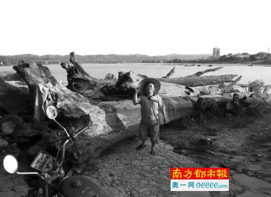 刚打捞上岸的木头被放置在东江边上。从江底捞出的这40多根木头被初步鉴定为乌木，价值几何仍未知。受访者供图