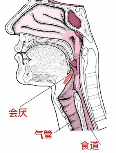 正常人的咽喉实拍图
