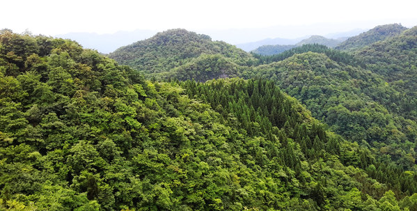 青山叠翠,绵延起伏,茫茫林海气势磅礴.