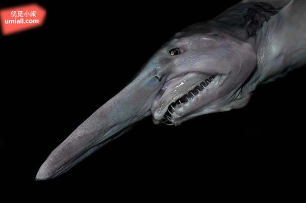 26种最诡异的海底生物,就像科幻片里的怪物