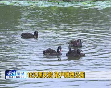 十二只黑天鹅落户长春雕塑公园 畅游摩尔湖