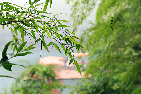 【深氧界的夏天】南山竹林,静心安然