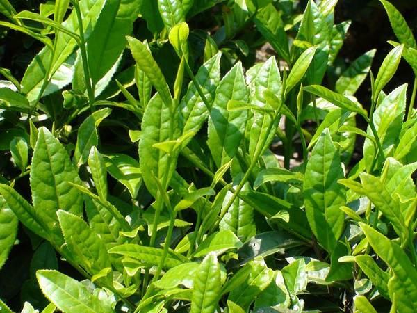 顶级红茶—-金骏眉的有机栽培