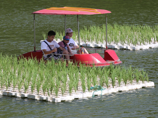 郑州闹市湖中现水上漂浮稻田