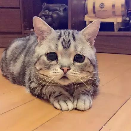 最近爆红的一只楚楚可怜猫,可能是林黛玉变的!