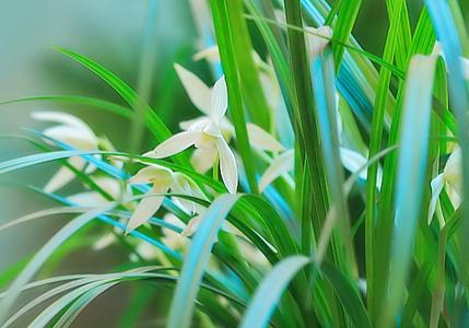 招财植物之兰花
