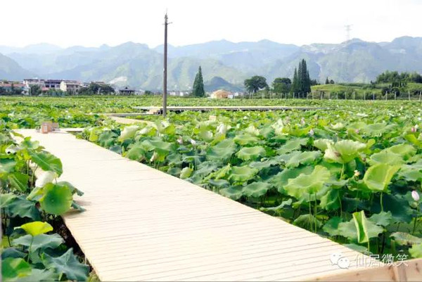 仙居横溪河塘村大片荷花开了!