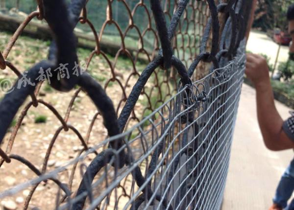 事故发生后，动物园方加装的围栏。 图据@成都商报