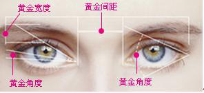 按美学比例分析,美丽眼睛与脸部宽度的比例应为2~2.