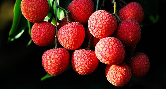 岭南时令水果,鸡心黄皮熟了!