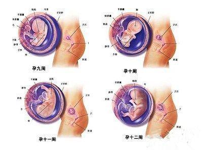 怀孕三个月肚子有多大?一些注意的事项