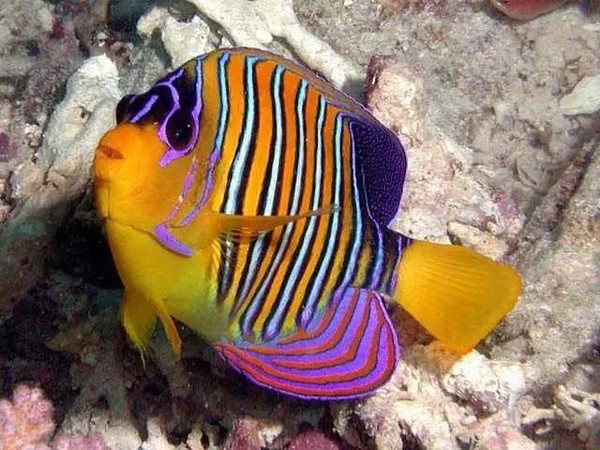 色彩斑斓的热带鱼,美极了!