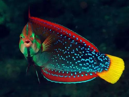 色彩斑斓的热带鱼,美极了!