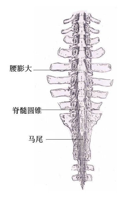 电生理监测辅助治疗圆锥终丝起源室管膜瘤