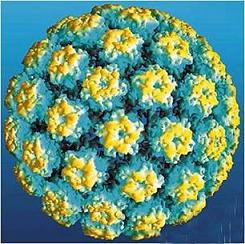 北京不孕不育医院细谈hpv与宫颈癌关系