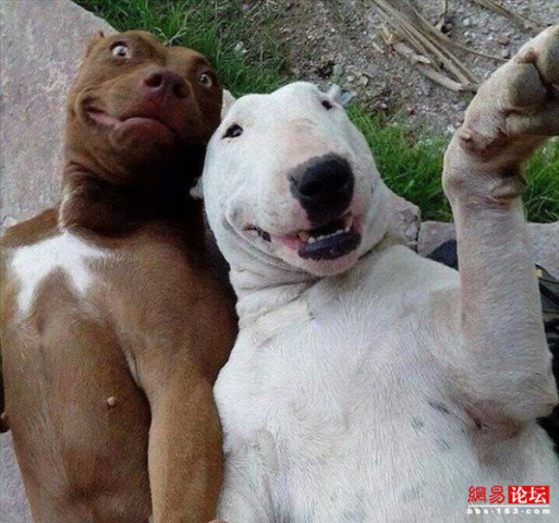 幽默摄影:动物搞笑有爱图来袭 动物 狗 狗狗 320