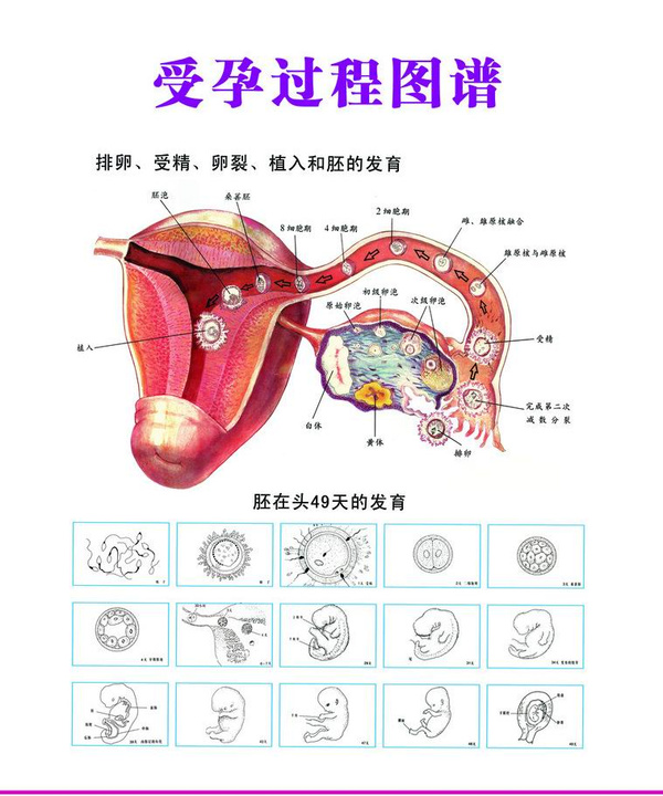 受精:发生在排卵后12小时内.着床:受精第5-6日开始.