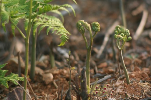 180道农村野菜做法-营养又健康