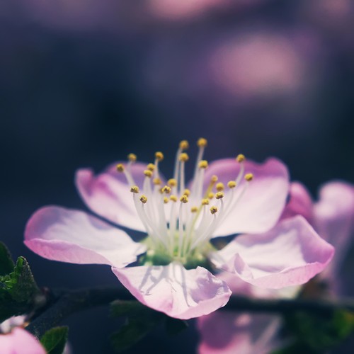 微距拍摄技巧:没有百微镜头也可以拍微距 微距拍摄技巧:没有百微镜头也可以拍微距