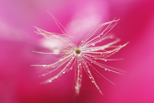 微距拍摄技巧:没有百微镜头也可以拍微距 微距拍摄技巧:没有百微镜头也可以拍微距