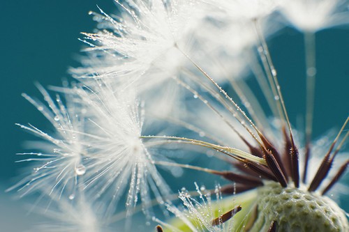 微距拍摄技巧:没有百微镜头也可以拍微距 微距拍摄技巧:没有百微镜头也可以拍微距