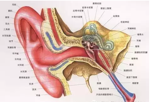 助听器可以把耳聋治好吗