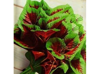 奇葩野菜,到现在我都不相信它们能吃!